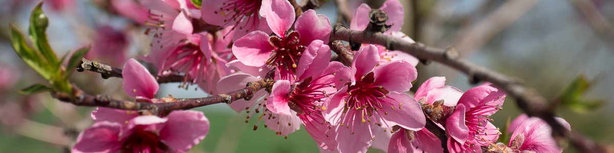 Pfirsichblüten Pfirsichblüten